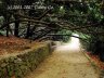 Nikitsky Botanic Garden6.jpg - 